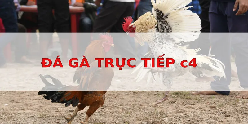 Các loại hình đá gà được áp dụng phổ biến trong giải C4