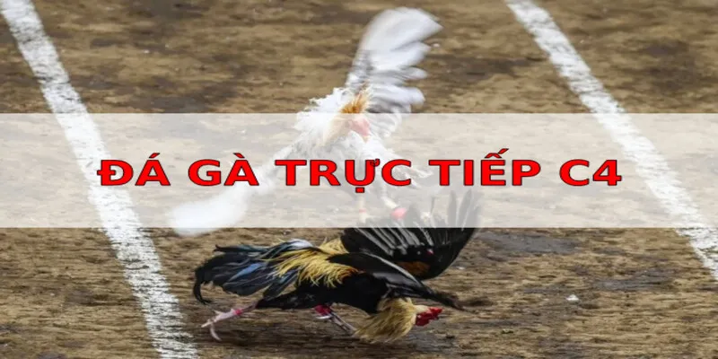 Luật chơi cụ thể của giải đá gà trực tiếp C4