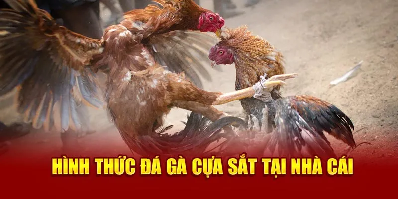 Ảnh: Hình thức đá gà cựa sắt tại nhà cái